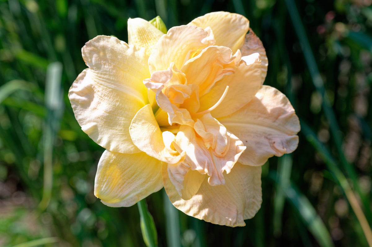 10 MIXED COLORS DAYLILY Hemerocallis Day Lily Fine Mix Red Purple Flower Seeds