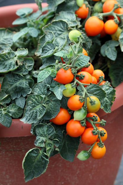 30 Dwarf Cherry TOMATO TINY TIM Solanum Lycoperscium Red Fruit Seeds