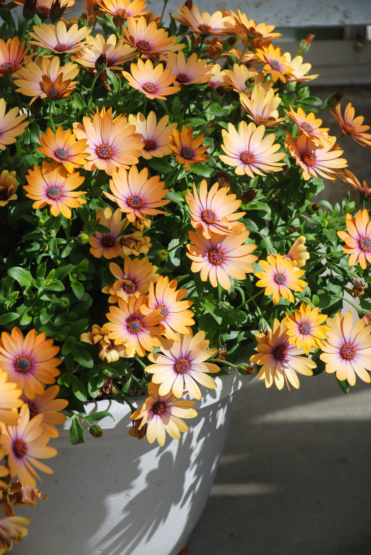 25 SALMON AFRICAN DAISY Dimorphotheca Sinuata Apricot Flower Seeds