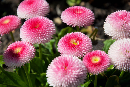 100 Strawberries & Cream ENGLISH DAISY Bellis Perennis Flower Seeds