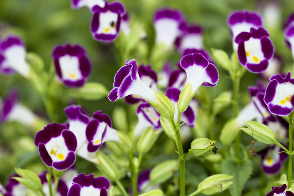 10 KAUAI MIX TORENIA Fournieri Sun or Shade Wishbone Flower Seeds - Mixed Colors 2 Tone Blue Red Pink