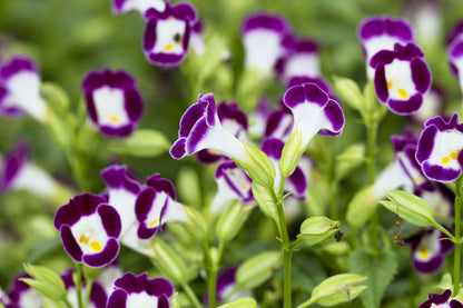 10 KAUAI MIX TORENIA Fournieri Sun or Shade Wishbone Flower Seeds - Mixed Colors 2 Tone Blue Red Pink