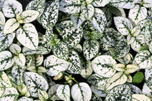 10 Dwarf WHITE POLKA DOT PLANT Splash Select Hypoestes Phyllostachya Flower Houseplant Seeds