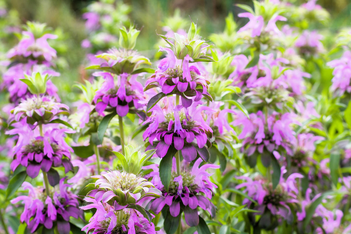 25 BEE BALM MIX Lemon Hummingbird Mint Monarda Didyma Mixed Colors Scarlet, Red, Pink, Purple, Spotted, & Salmon Flower Seeds