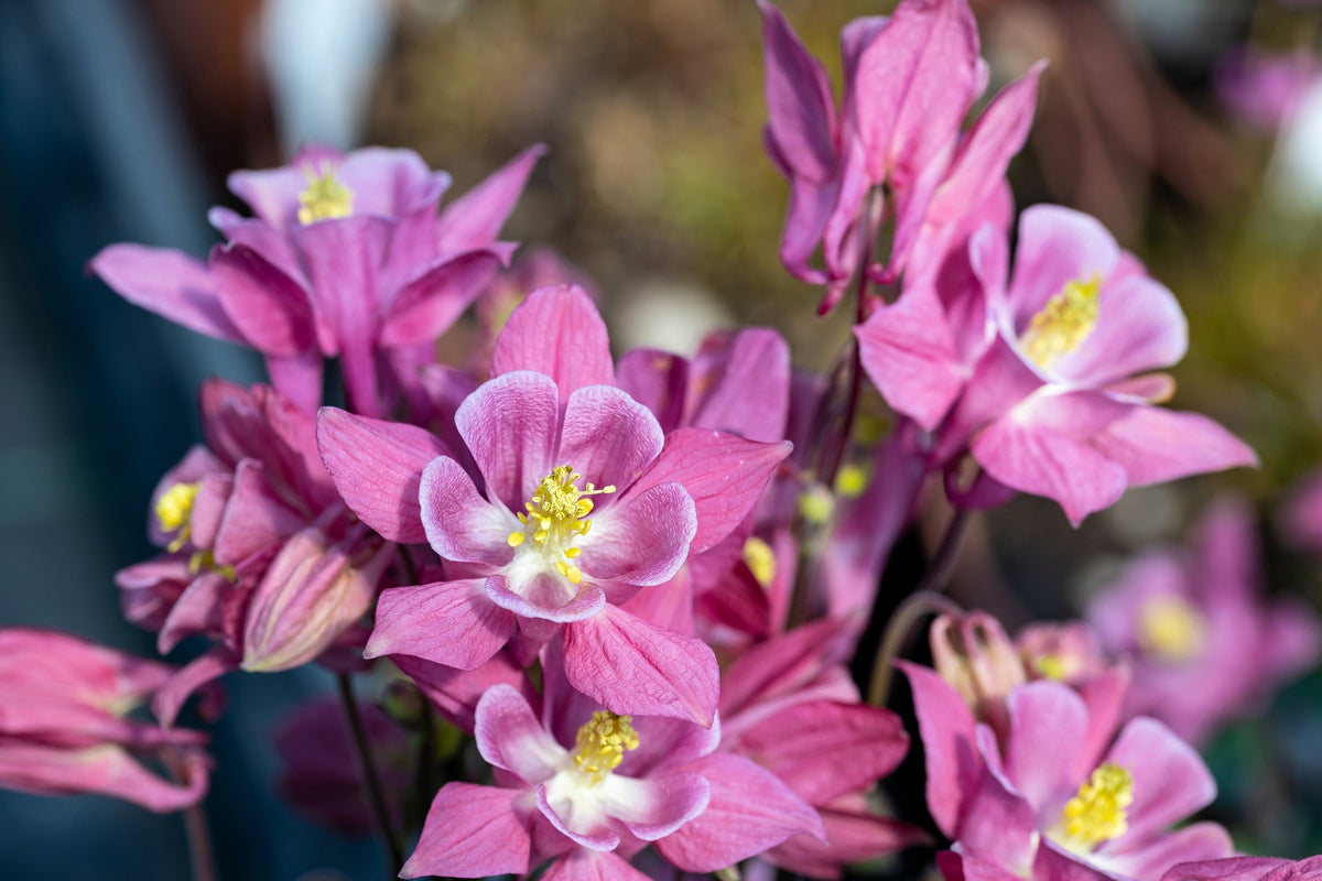 100 MIXED EUROPEAN COLUMBINE Aquilegia Flower Seeds