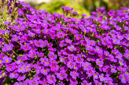 400 RAINBOW ROCKCRESS Rock Cress Large Flowered Aubrieta Cultorum Flower Seeds