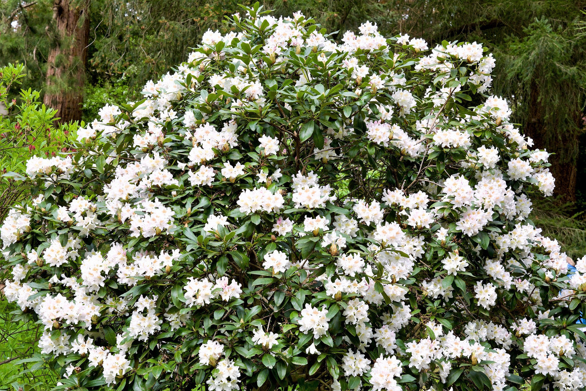50 MIXED HYBRIDS RHODODENDRON spp. Mixed Colors - Red, Pink, Purple, White, Yellow, Orange Flower Sun or Shade Bush Shrub Seeds