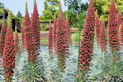 25 TOWER OF JEWELS Red Bugloss Echium Wildpretii Ruby Hummingbird Flower Seeds