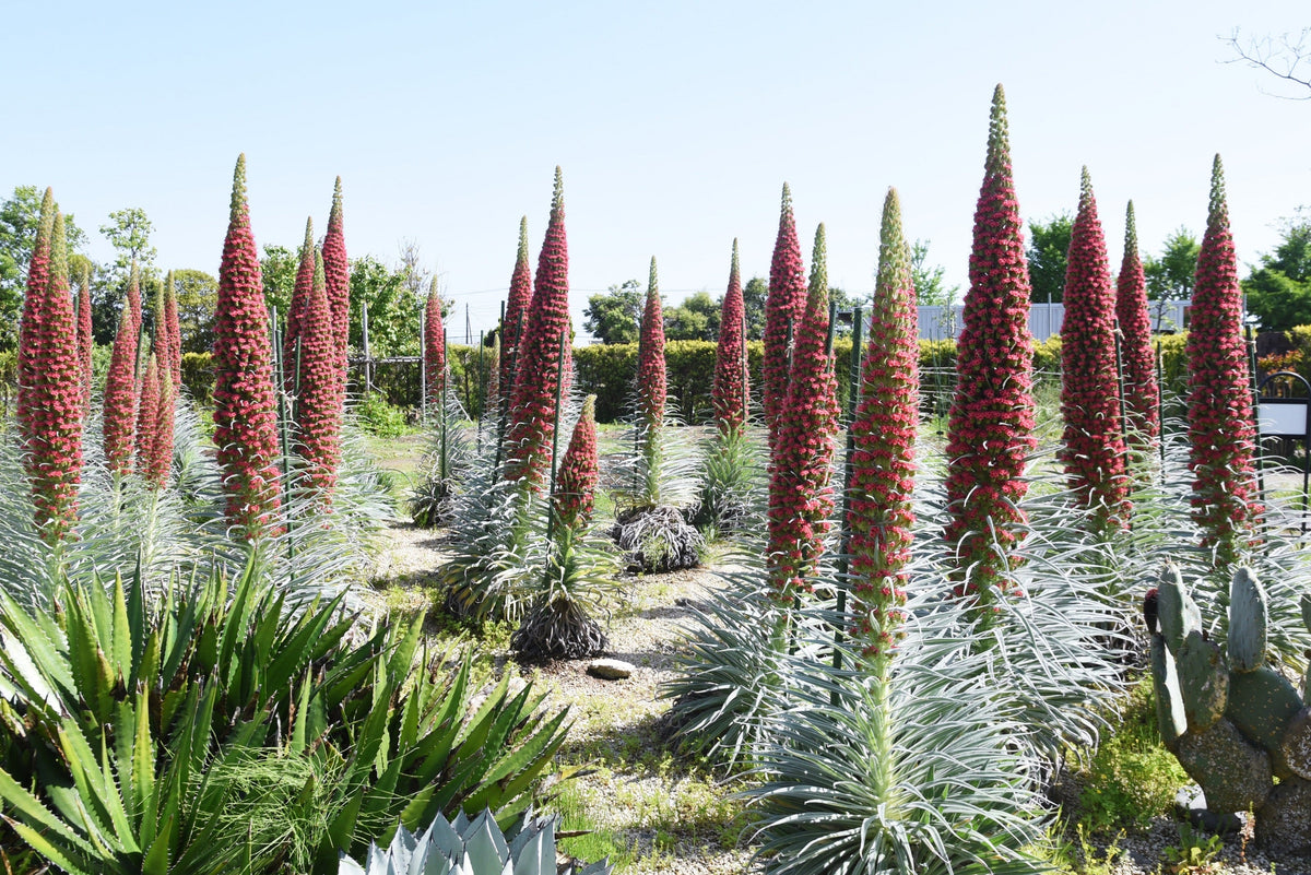25 TOWER OF JEWELS Red Bugloss Echium Wildpretii Ruby Hummingbird Flower Seeds