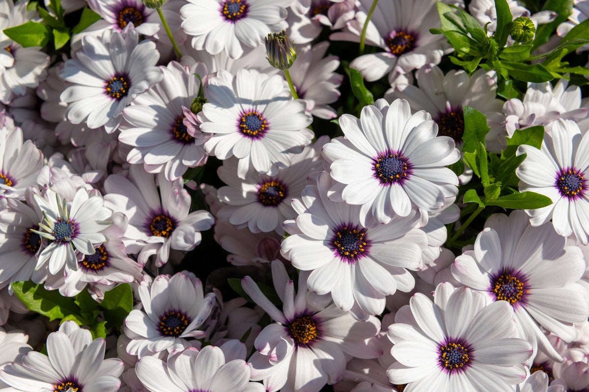 50 WHITE AFRICAN Cape DAISY Dimorphotheca Sinuata Flower Seeds