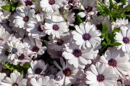 50 WHITE AFRICAN Cape DAISY Dimorphotheca Sinuata Flower Seeds