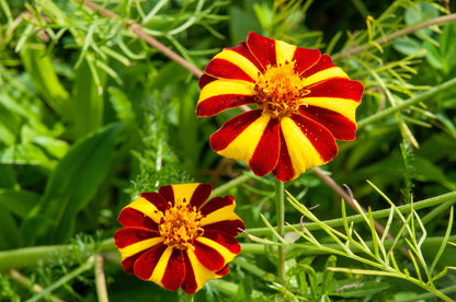 100 COURT JESTER MARIGOLD French Tagetes Patula Nana Red Yellow Striped Flower Seeds