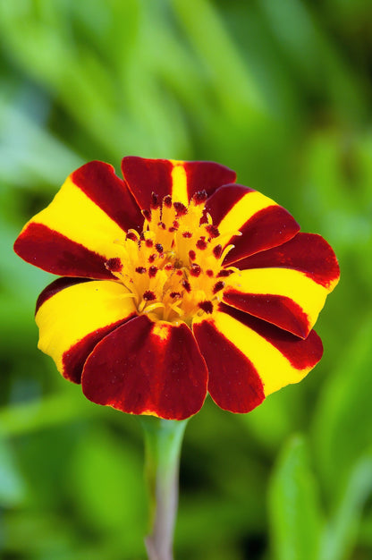 100 COURT JESTER MARIGOLD French Tagetes Patula Nana Red Yellow Striped Flower Seeds