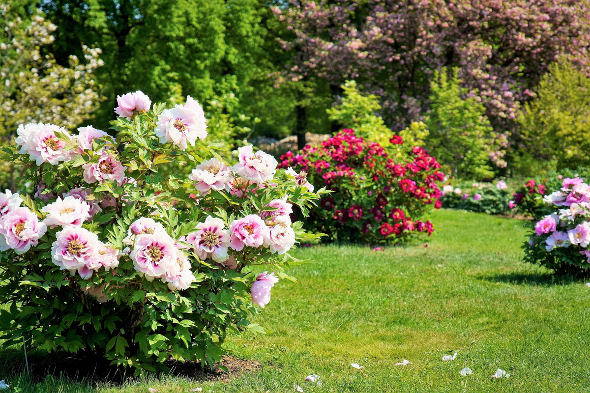 10 TREE PEONY Mountain Paeony Paeonia Suffruticosa Arborea Mixed Colors Red Pink White Purple Yellow Bicolor Flower Shrub Seeds