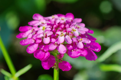 1000 ROSE CARDINAL CANDYTUFT Iberis Umbellata Flower Seeds