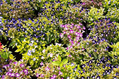 10 KAUAI MIX TORENIA Fournieri Sun or Shade Wishbone Flower Seeds - Mixed Colors 2 Tone Blue Red Pink