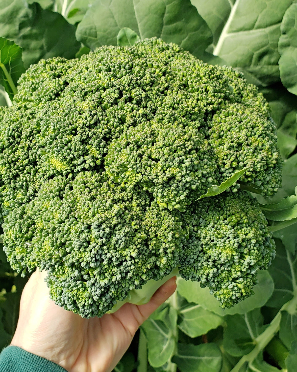 1000 CALABRESE BROCCOLI ITALIAN Green Sprouting Vegetable Brassica Seeds