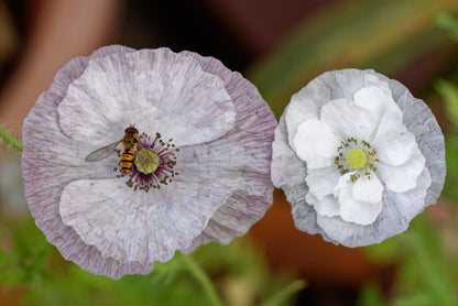 100 MOTHER Of PEARL POPPY Mix Papaver Rhoeas Shirley Flower Seeds Mixed Colors