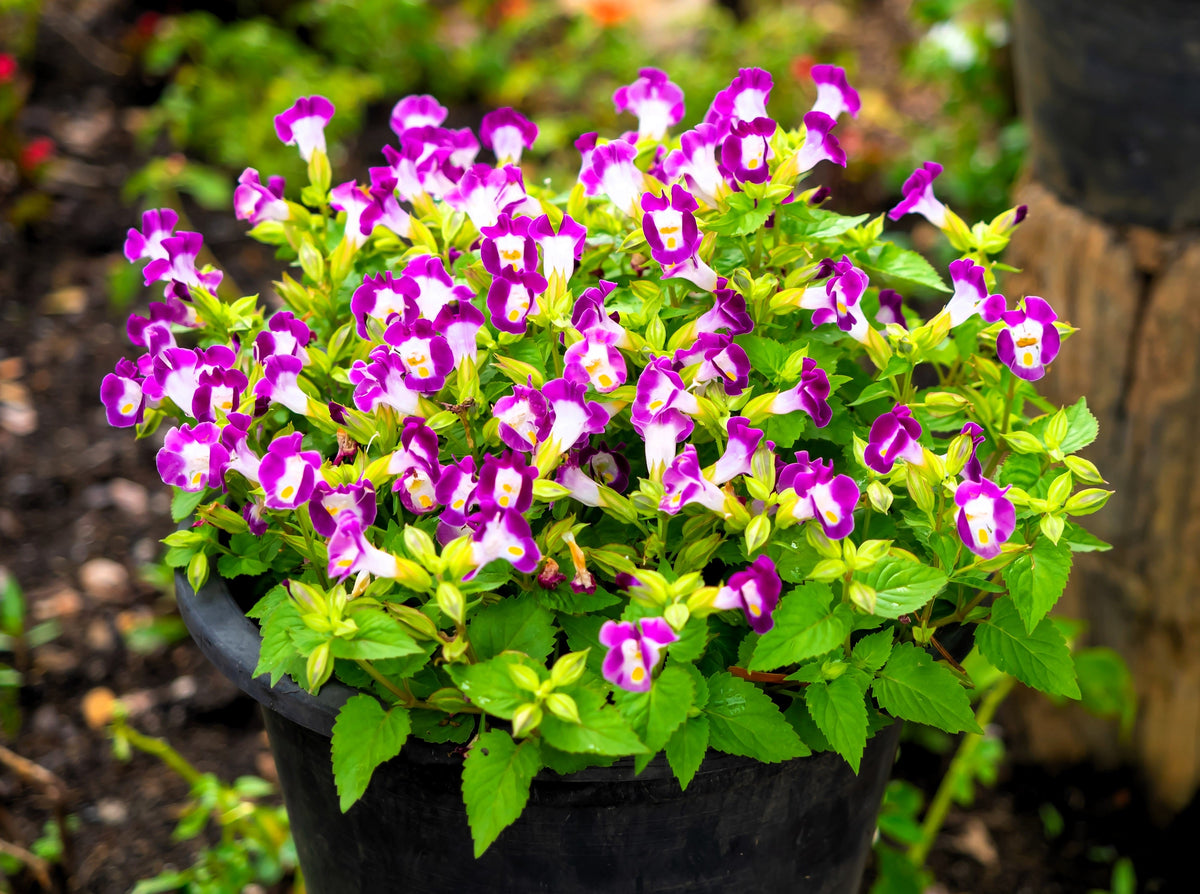 10 KAUAI MIX TORENIA Fournieri Sun or Shade Wishbone Flower Seeds - Mixed Colors 2 Tone Blue Red Pink