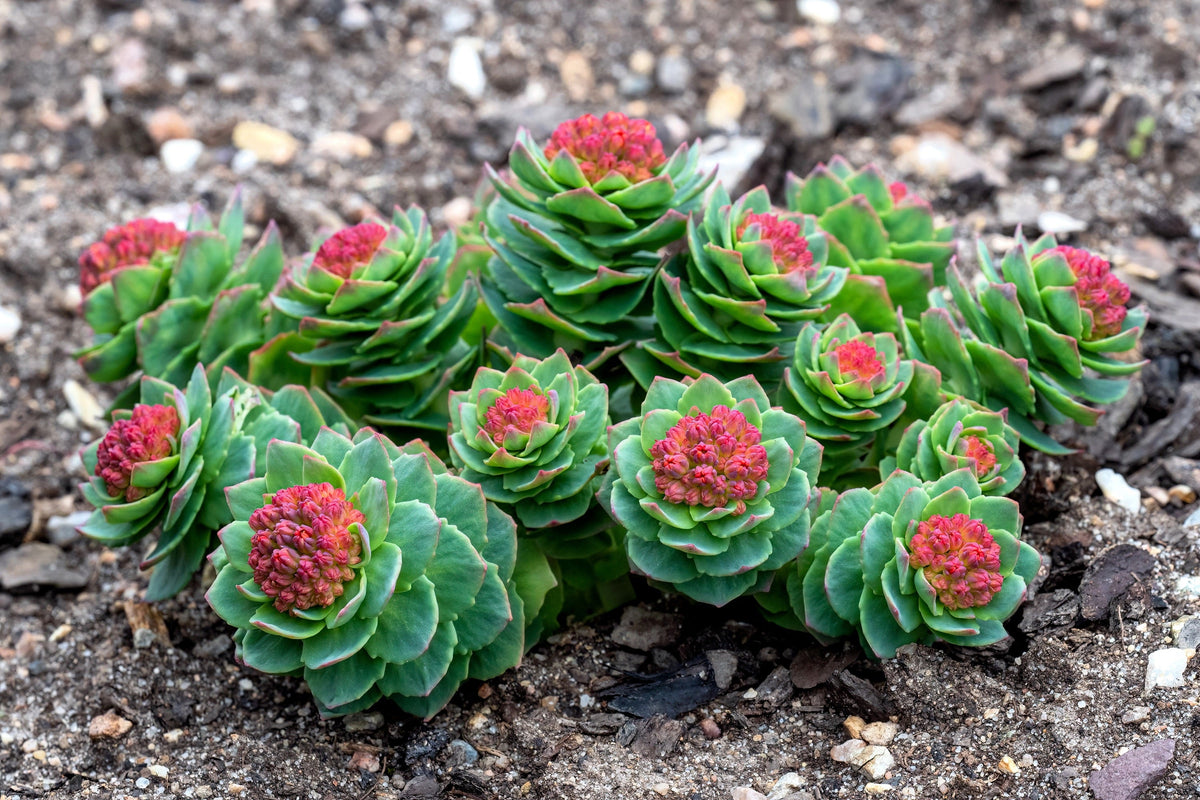 25 ROSEROOT STONECROP Golden Rose Root Sedum Rhodiola Rosea Yellow Succulent Flower Seeds