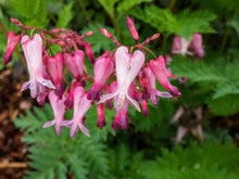 10 Pink FRINGED Fern Leaf BLEEDING HEART Dicentra Eximia Fernleaf Sun or Shade Flower Seeds