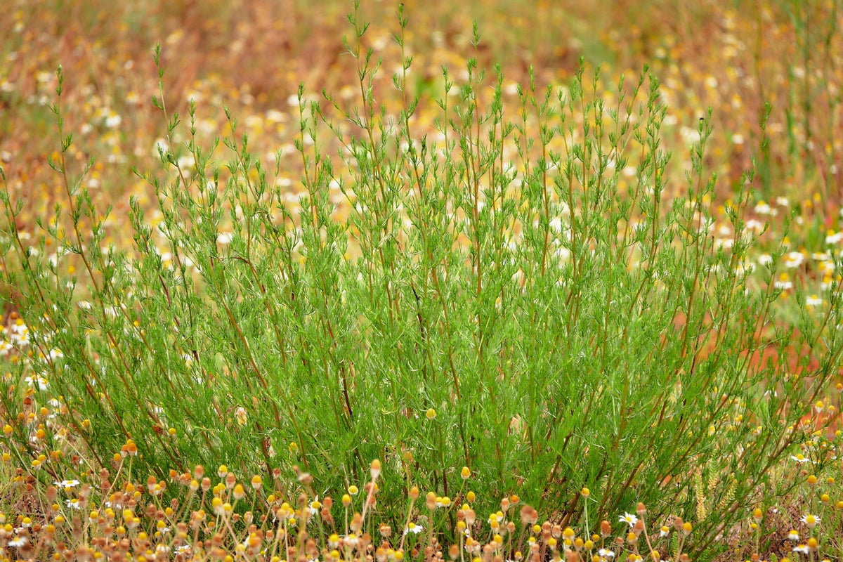 500 BEACH WORMWOOD Artemisia Campestris Caudata Silvermound Red Sagewort Herb Flower Seeds