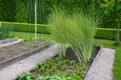 125 ASPARAGUS UC72 Officinallis Mary's Granddaughter Vegetable Seeds