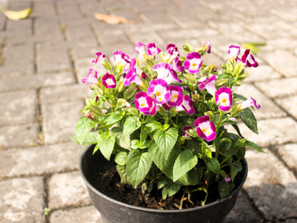 10 KAUAI MIX TORENIA Fournieri Sun or Shade Wishbone Flower Seeds - Mixed Colors 2 Tone Blue Red Pink