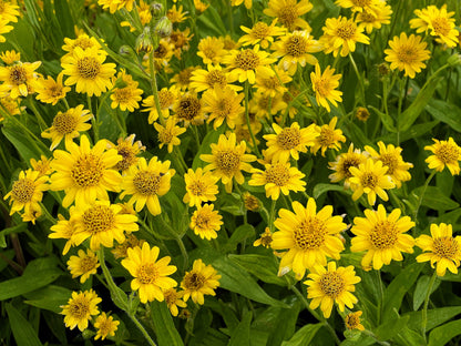 20 MEADOW ARNICA Chamissonis Silver American Native Yellow Flower Herb Seeds