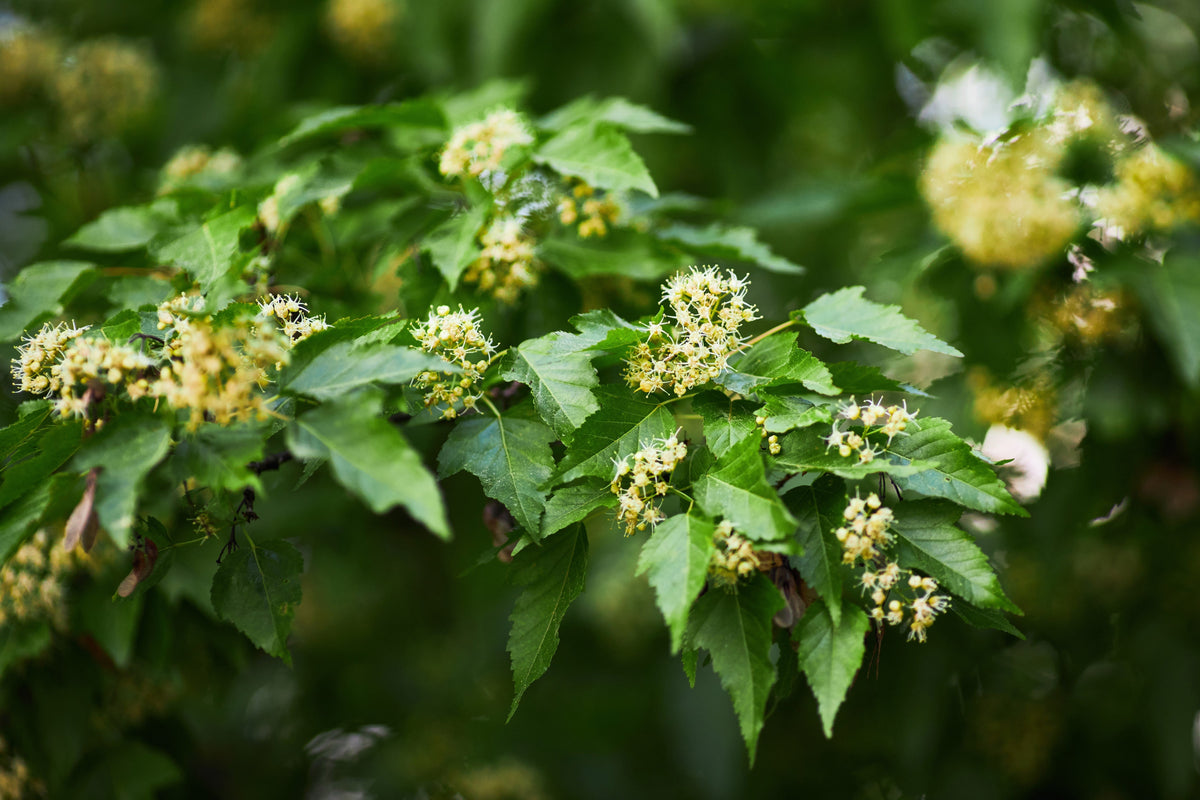 20 Tatarian FLAME MAPLE TREE Red Acer Tataricum Seeds