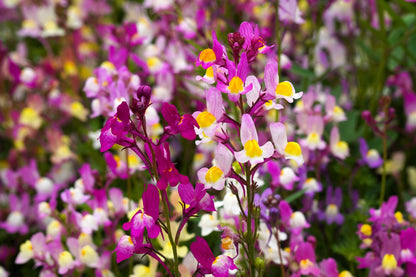 2000 Mixed MOROCCAN TOADFLAX / SNAPDRAGON Linaria Maroccana Flower Seeds
