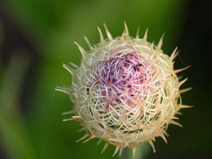 25 AMERICAN ROSE (Centaurea Aloha / American Starflower / American Basket Flower / America Starthistle) Centaurea Americana Flower Seeds