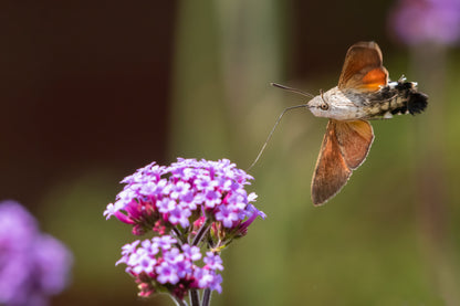 150 BUENOS AIRES VERBENA Brazilian Purple Bonariensis Patagonica Flower Seeds