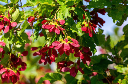 20 Tatarian FLAME MAPLE TREE Red Acer Tataricum Seeds
