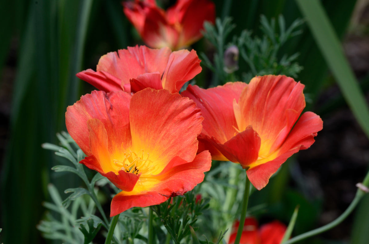 1000 MIXED Colors CALIFORNIA POPPY (Ballerina / Mission Bells) Eschscholzia Californica Flower Seeds