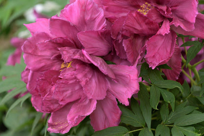 10 TREE PEONY Mountain Paeony Paeonia Suffruticosa Arborea Mixed Colors Red Pink White Purple Yellow Bicolor Flower Shrub Seeds