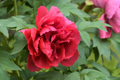 10 TREE PEONY Mountain Paeony Paeonia Suffruticosa Arborea Mixed Colors Red Pink White Purple Yellow Bicolor Flower Shrub Seeds