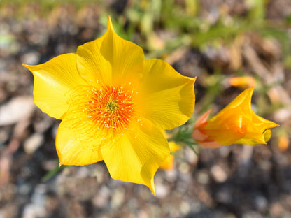 300 YELLOW BLAZING STAR Mentzelia Lindleyi Bartonia Evening Star Native Flower Seeds