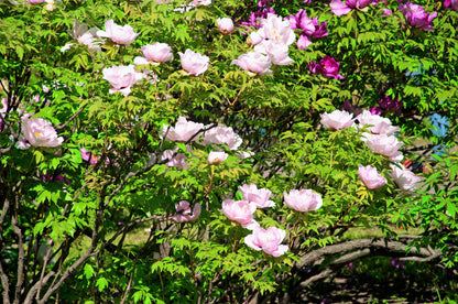 10 TREE PEONY Mountain Paeony Paeonia Suffruticosa Arborea Mixed Colors Red Pink White Purple Yellow Bicolor Flower Shrub Seeds