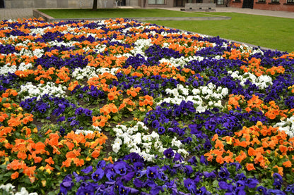 250 Mixed Colors SWISS GIANT PANSY Viola Wittrockiana Flower Seeds
