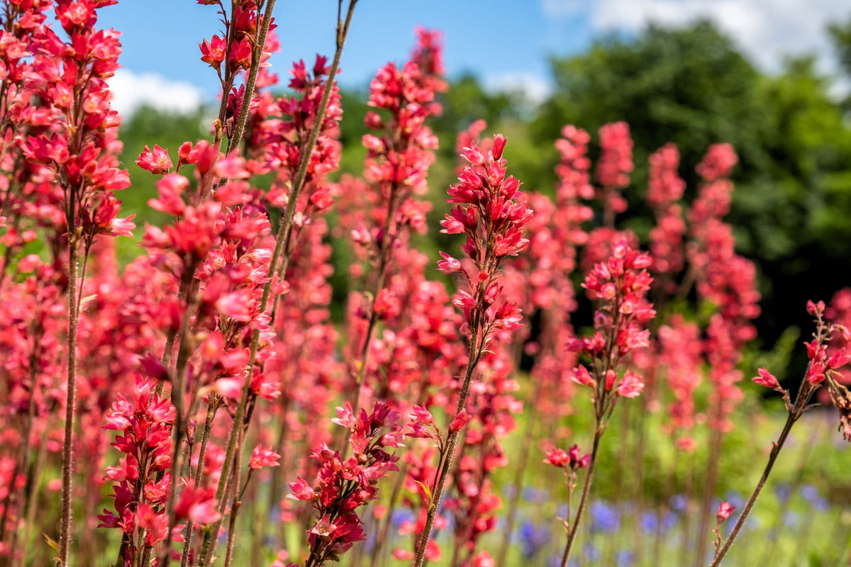 100 HEUCHERA FIREFLY Coral Bells Heuchera Sanguinea Red Flower Shade Seeds
