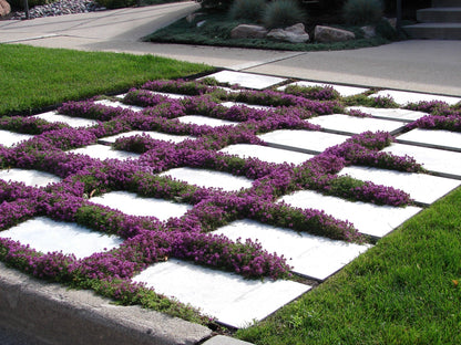 100 Walk On Me CREEPING THYME Thymus Serpyllum Herb Flower Seeds