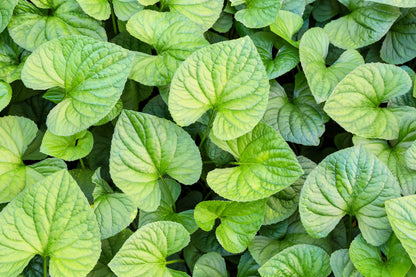 25 WILD GINGER Asarum Canadense Canadian Heart Snakeroot Flower Herb Seeds