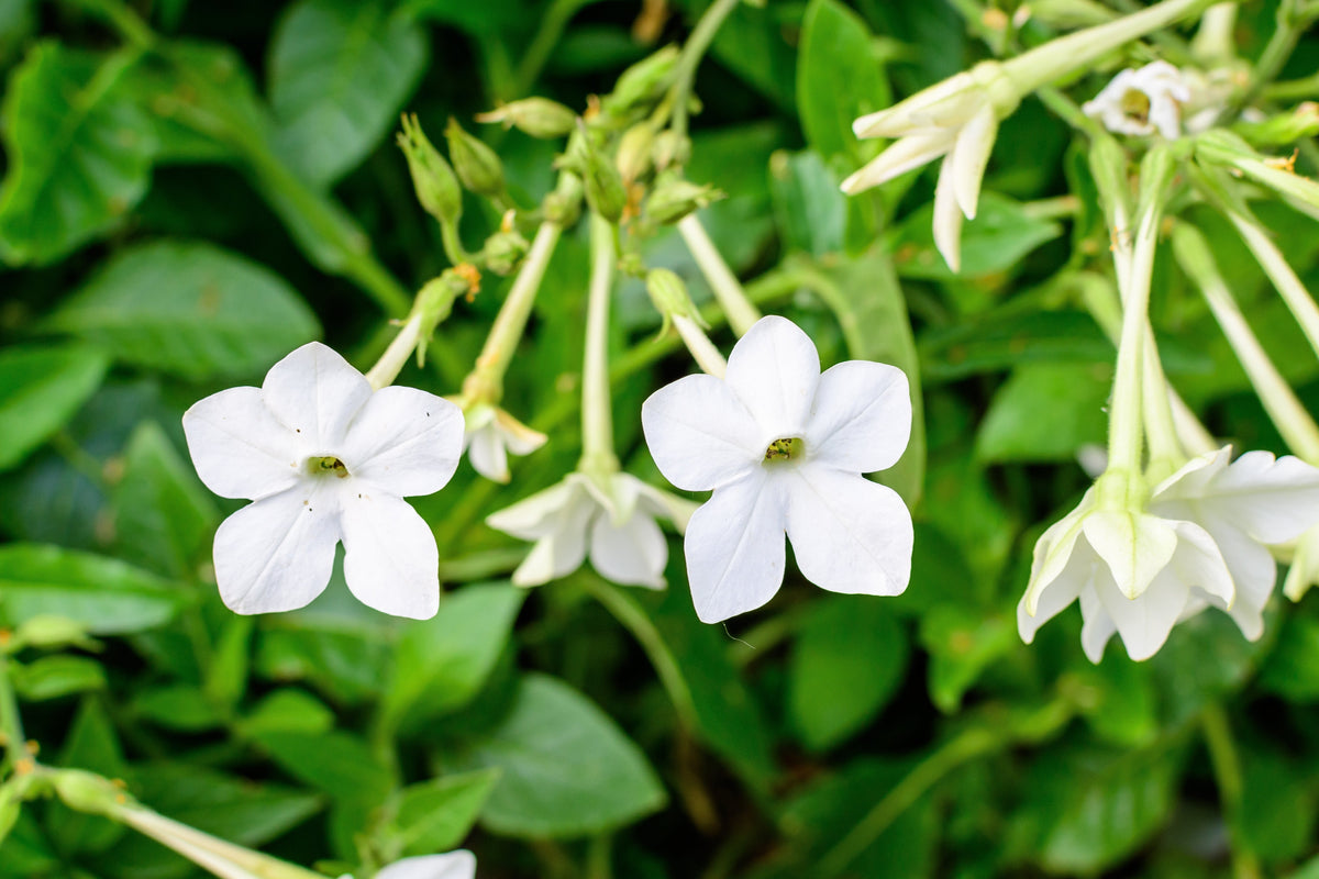 200 JASMINE AZTEC NICOTIANA (Ornamental Flowering Tobacco) Nicotiana Alata Flower Seeds