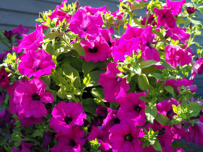 1000 SHANIN PETUNIA Integrifolia Violacea Pink Purple Wild Flower Seeds