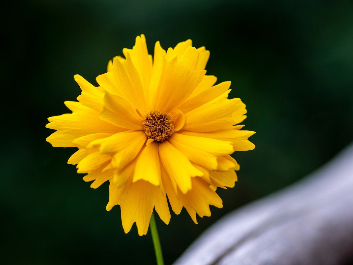 1000 YELLOW SAND COREOPSIS Lanceolata Lanceleaf Tickseed Flower Seeds