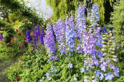 100 ROCKET LARKSPUR DELPHINIUM Consolida Giant Imperial Mixed Colors Flower Seeds