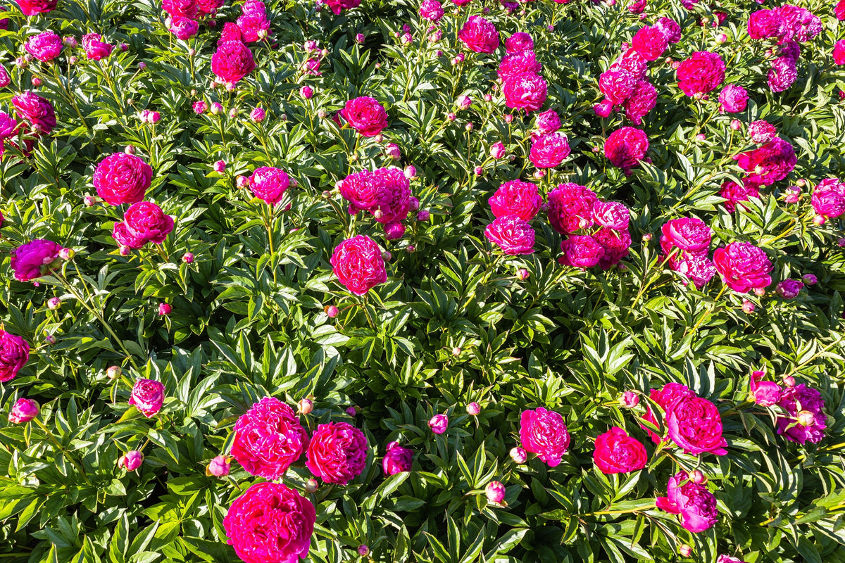 10 TREE PEONY Mountain Paeony Paeonia Suffruticosa Arborea Mixed Colors Red Pink White Purple Yellow Bicolor Flower Shrub Seeds