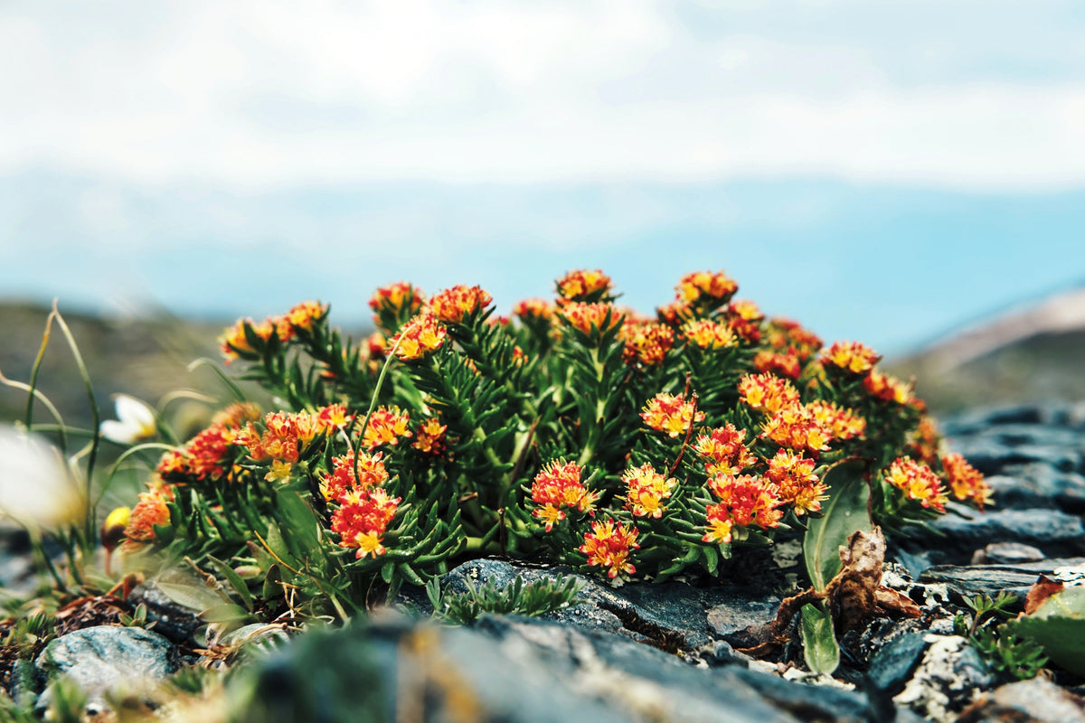 25 ROSEROOT STONECROP Golden Rose Root Sedum Rhodiola Rosea Yellow Succulent Flower Seeds