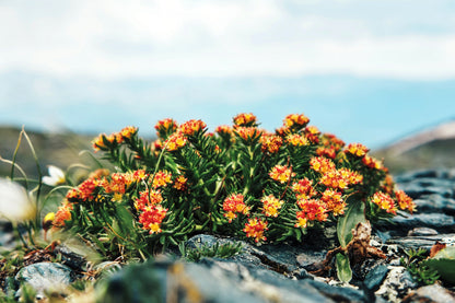 25 ROSEROOT STONECROP Golden Rose Root Sedum Rhodiola Rosea Yellow Succulent Flower Seeds